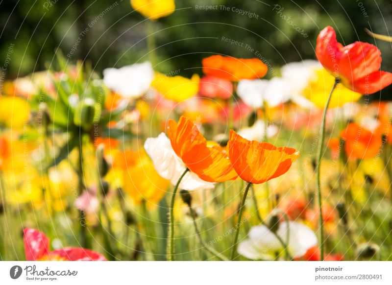 Poppies in sunlight Summer Nature Plant Beautiful weather Warmth Blossom Meadow Breathe Relaxation Illuminate Yellow Green Orange Pink Background picture