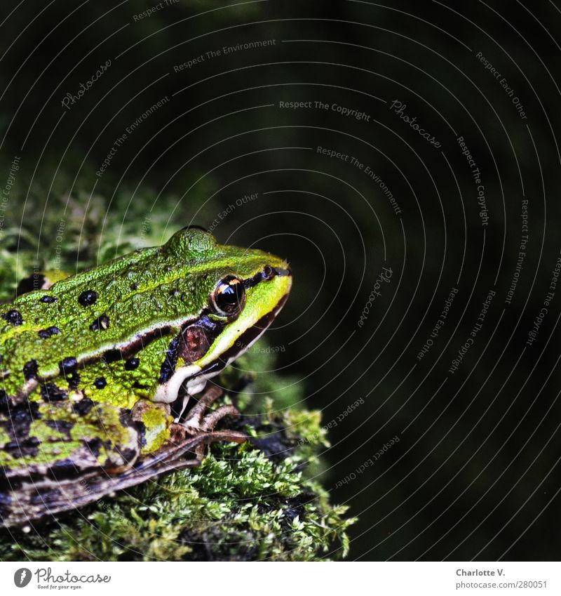frog Animal Wild animal Frog 1 Crouch Looking Sit Wait Cold Green Black Calm Contentment Loneliness Serene Nature Break Pure Amphibian Point Stripe Edge Moss