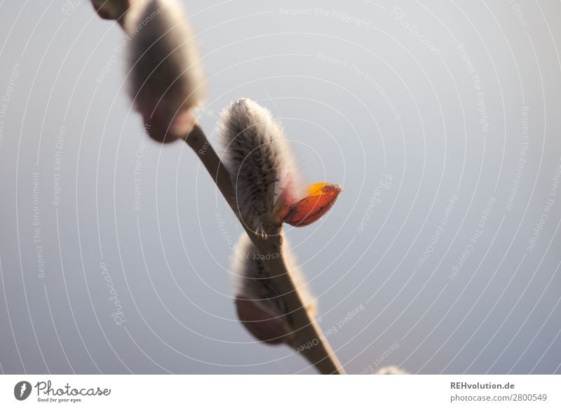 pasture catkin Environment Nature Spring Willow tree Catkin Bud Plant Lake Growth naturally pretty Contentment Colour photo Close-up Day Shallow depth of field