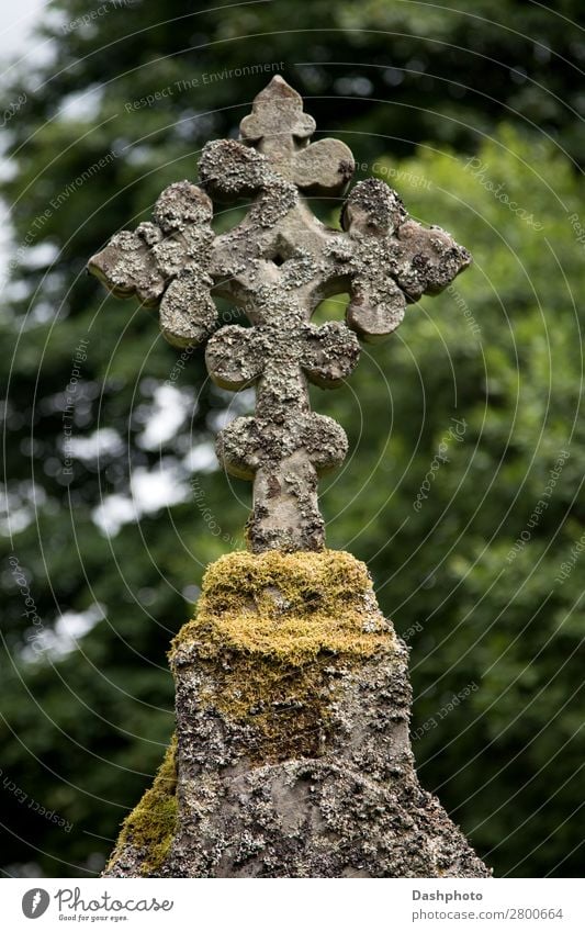 Old Celtic Cross in a Scottish Highland Church Yard Sculpture Tree Moss Monument Stone cross celtic Celtic cross Algae Church yard Cemetery Christianity