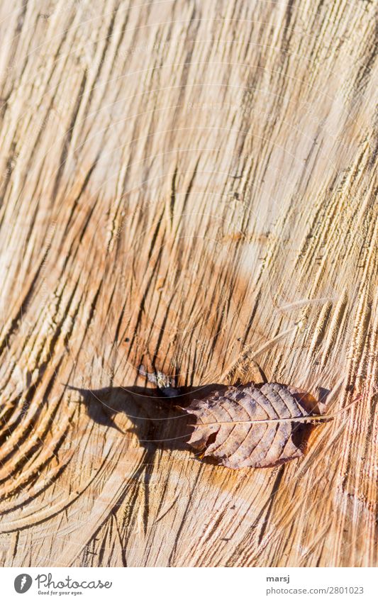 Deceptive Shadow Autumn Leaf Autumn leaves saw cut sawn Wood grain Annual ring Natural Brown Colour photo Subdued colour Exterior shot Close-up Abstract