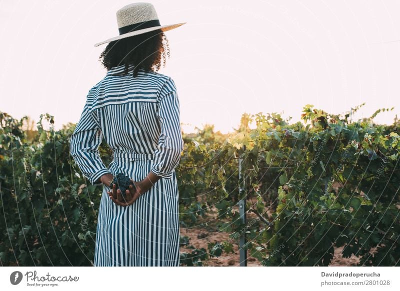 Woman standing in a path in the middle of a vineyard Winery Vineyard Bunch of grapes Stand Organic Harvest Agriculture Green Accumulation Rural tasting bunch