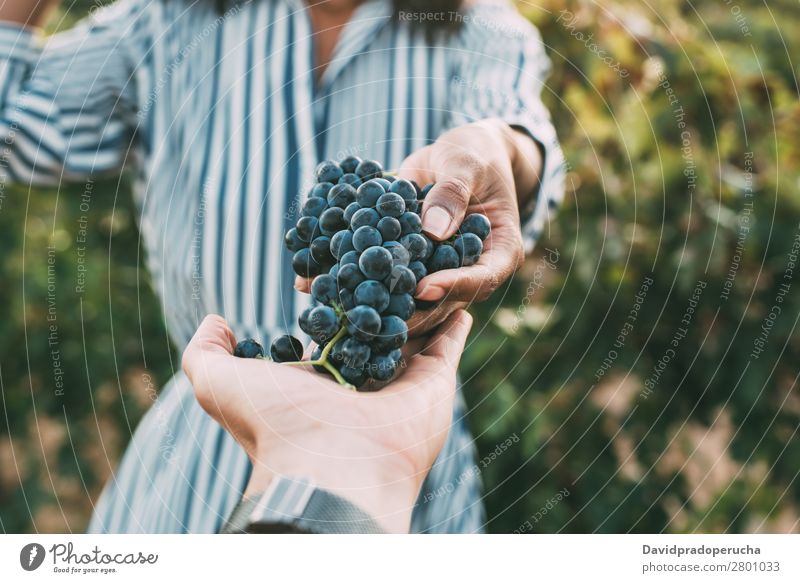 Hands sharing a bunch of grapes with a happy blurred woman Winery Vineyard Woman Bunch of grapes Stand Organic Harvest Agriculture Green Accumulation Rural