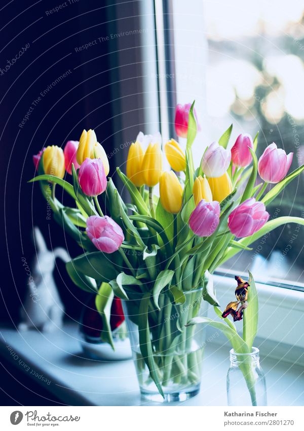 Spring Bouquet Easter Greeting Tulips Nature Plant Summer Autumn Winter Flower Leaf Blossom Blossoming Illuminate Multicoloured Yellow Gold Green Violet Orange