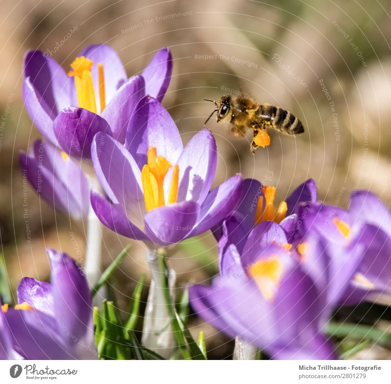 Flying bee over crocus blossoms Honey Environment Nature Plant Animal Sunlight Spring Beautiful weather Flower Blossom Meadow Farm animal Wild animal Bee