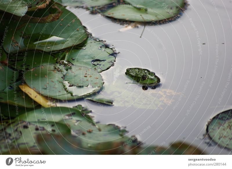 Leisure behaviour of a single frog Garden Environment Nature Plant Animal Water Summer Autumn Bad weather Leaf Foliage plant Water lily leaf Pond Lake