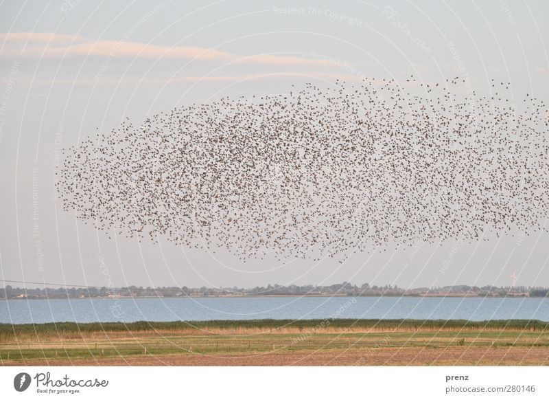 Star-boom-three Environment Nature Landscape Animal Field Coast Wild animal Bird Flock Blue Brown Starling Many Boddenlandscape NP Darss Heaven Water Horizon