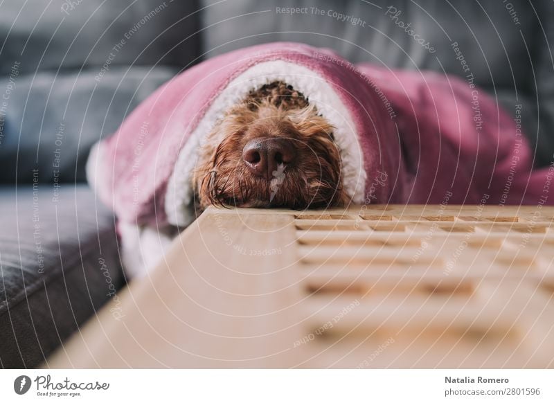 dog rests its snout on a table Face Calm Sofa Table Living room Family & Relations Friendship Animal Pet Dog 1 Animal family Smiling Love Sit Friendliness