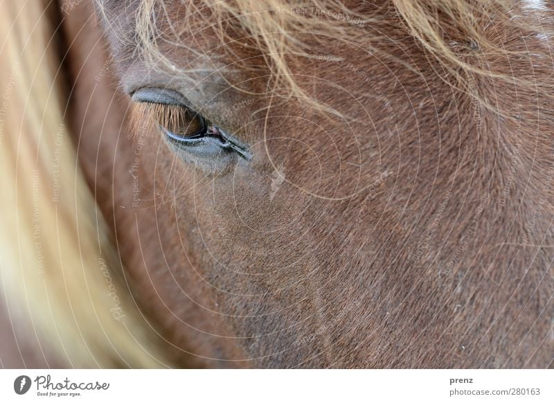 view Environment Nature Animal Farm animal Horse 1 Brown Head Mane Eyes Iceland Pony Colour photo Exterior shot Deserted Copy Space bottom Day