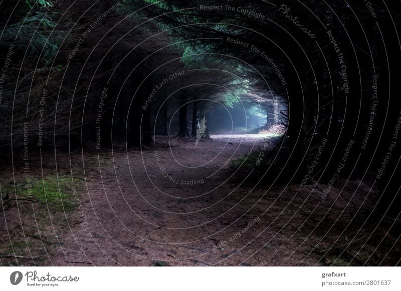 Eerie path through foggy, mystical forest Fear Twilight Dark Loneliness Alley Emotions Mysterious Spooky Creepy Crime thriller Landscape Light Enchanting Mystic