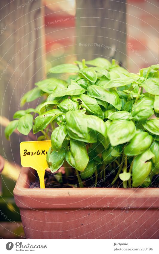 Garden Herbs I Plant Summer Basil Herbs and spices Italy Italian Food Delicious Italien pesto Pizza Lettuce Green Yellow Nature Exterior shot Fence Kitchen