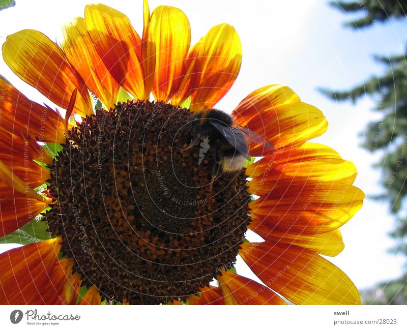 bumblebee Sunflower Flower Bumble bee Summer Physics Insect Transport Warmth