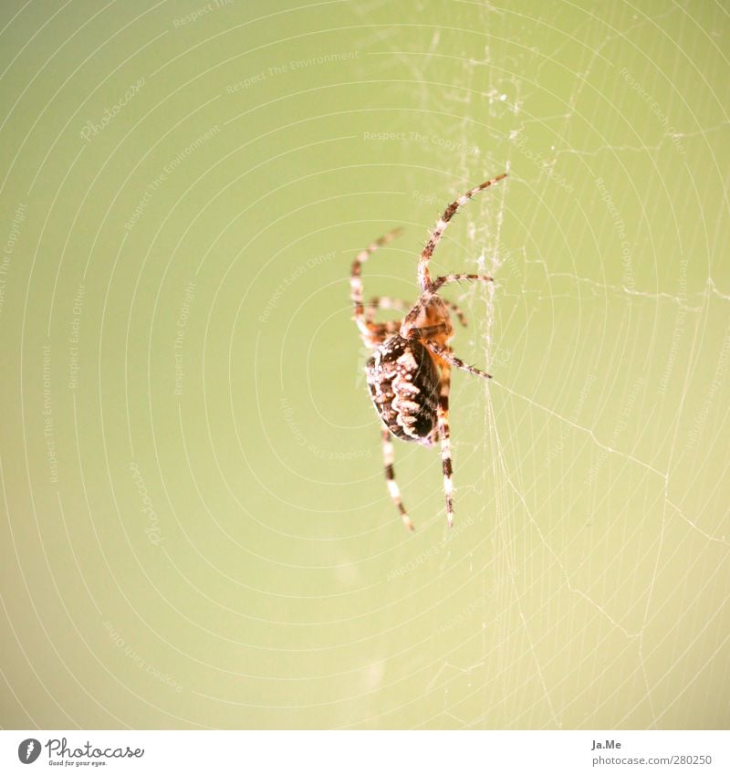 In the web of the spider Animal Wild animal Spider Cross spider Spider's web Spider legs garden cross spider 1 Hang Hunting Colour photo Multicoloured