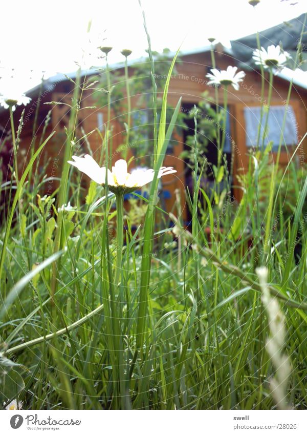 bee perspective Meadow Summer Flower Grass Garden Plant