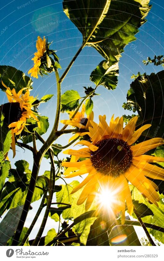 sunflowers Well-being Contentment Relaxation Sun Garden Environment Nature Plant Cloudless sky Summer Climate Climate change Weather Beautiful weather Flower