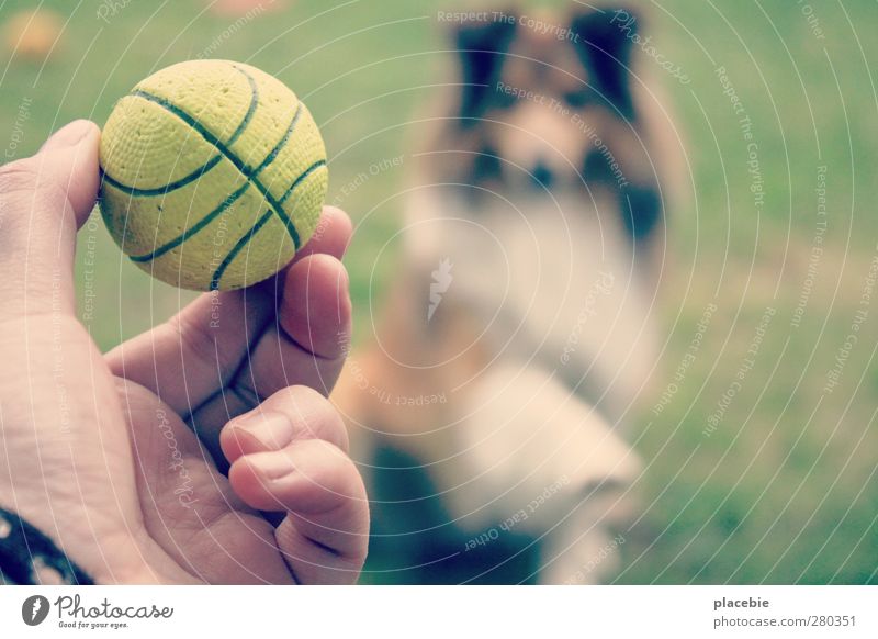 Mistress, now finally throw the ball. Joy Athletic Leisure and hobbies Playing Summer Garden Ball sports Beautiful weather Grass Meadow Animal Pet Dog