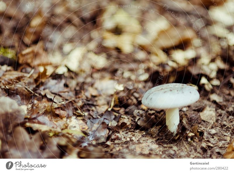 Appeared Environment Nature Autumn Forest Brown Autumnal Leaf Mushroom Mushroom cap Woodground Early fall Poison Deciduous forest Colour photo Exterior shot