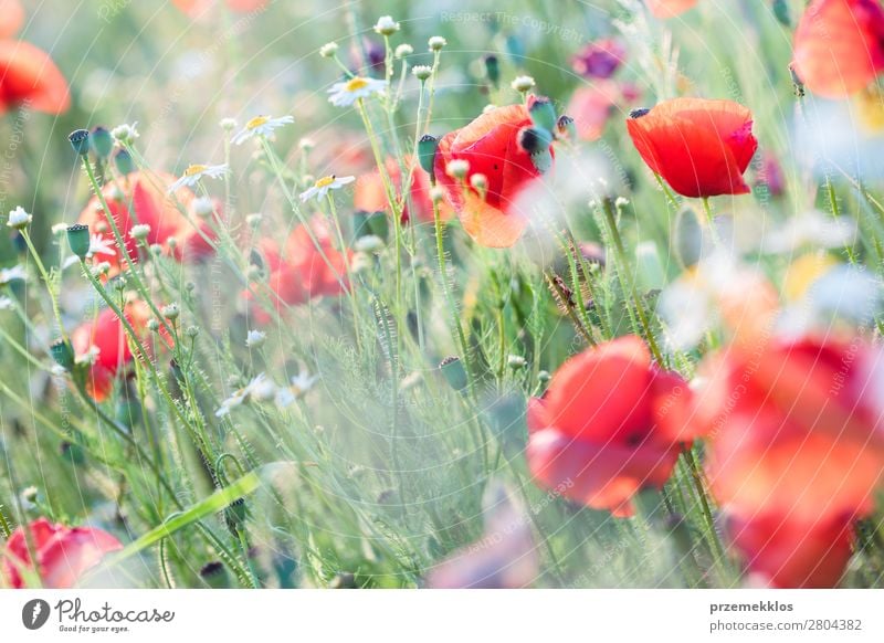 Poppies flowers and other plants in the field Herbs and spices Beautiful Summer Garden Nature Plant Flower Grass Blossom Meadow Bright Wild Green Red Idyll