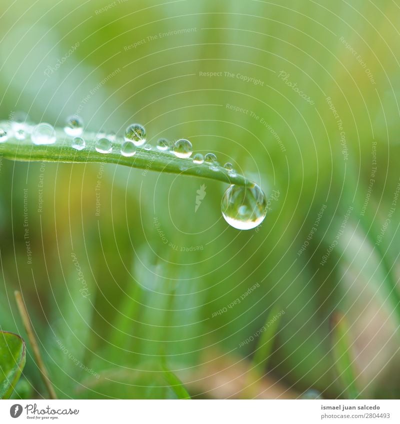 drop on the green leaf Grass Plant Leaf Green Drop Rain Glittering Bright Garden Floral Nature Abstract Consistency Fresh Exterior shot Background picture