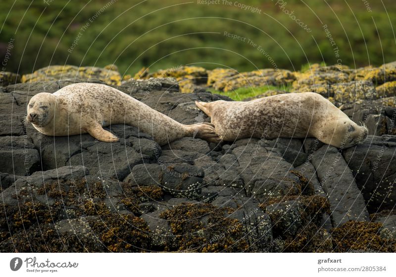 Seals at Dunvegan Castle on the Isle of Skye Living thing Atlantic Ocean Watchfulness biodiversity boat trip Relaxation preservation Carnivore Free-living