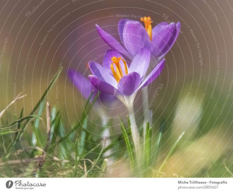 Crocuses in the spring sun Nature Landscape Plant Sunlight Spring Beautiful weather Flower Grass Blossom Meadow Blossoming Fragrance Illuminate Growth Near