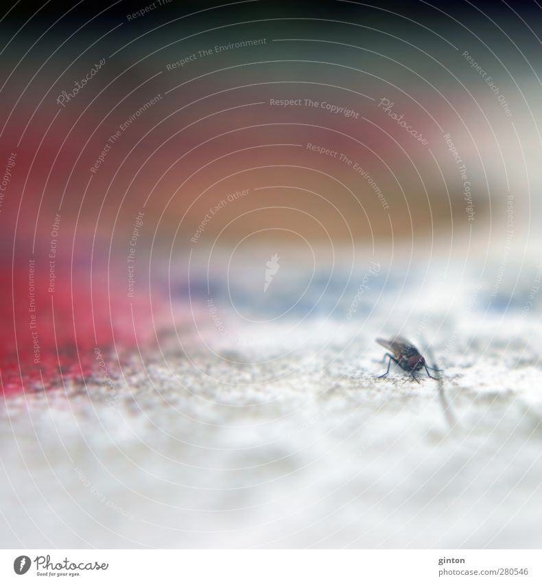 Fly against a colourful background Nature Animal Wild animal 1 Plastic Observe Stand Brown Yellow Green Violet Red White Colour photo Multicoloured