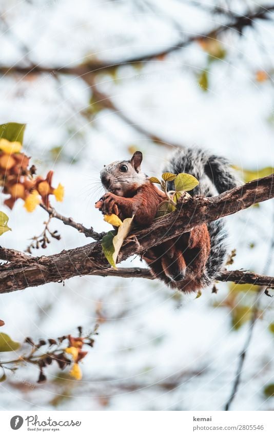 Costa Rican squirrel man Life Harmonious Well-being Contentment Leisure and hobbies Nature Plant Animal Beautiful weather Tree Leaf Branch Wild animal Pelt