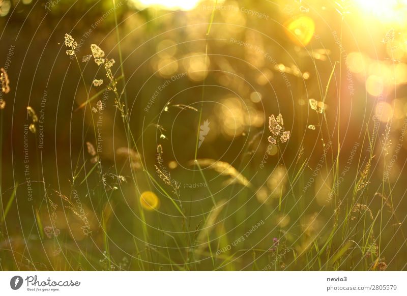 Grasses in the summer garden Environment Nature Spring Summer Agricultural crop Garden Park Meadow Beautiful Natural Yellow Gold Joie de vivre (Vitality)