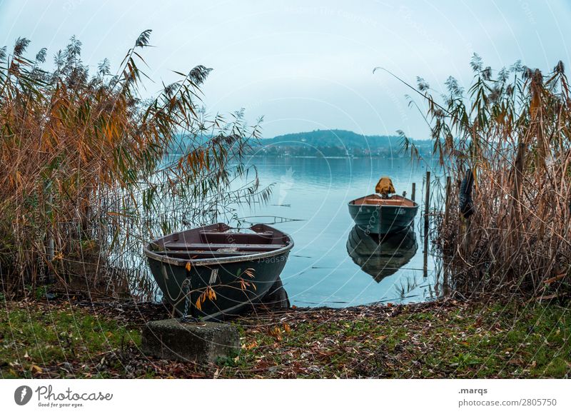 Arrival Vacation & Travel Tourism Landscape Autumn Common Reed Lakeside Lake Constance Boating trip Rowboat Moody Idyll Calm Horizon Colour photo Exterior shot