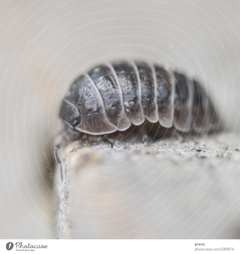 woodlouse Animal Wild animal Beetle 1 Gray Isopod Pill bug Shell Insect Close-up Macro (Extreme close-up) Colour photo Exterior shot Deserted Copy Space top Day