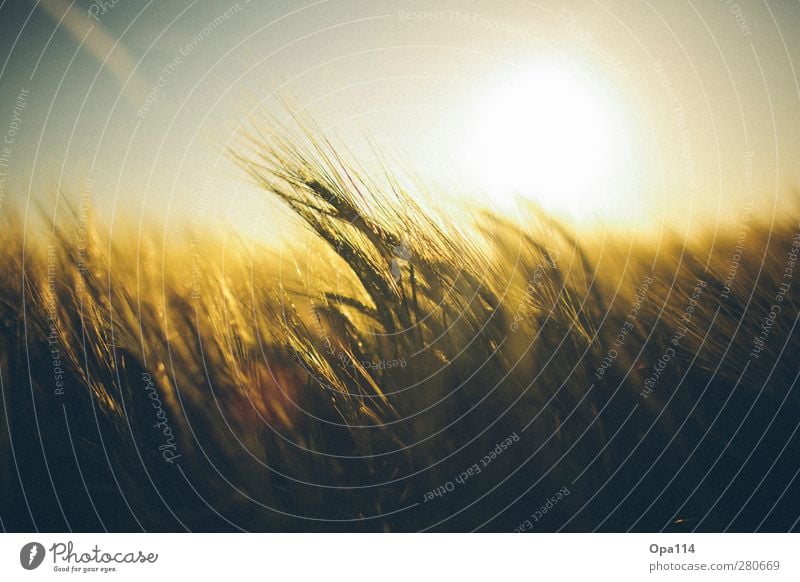 golden light Environment Nature Landscape Plant Animal Sky Sunrise Sunset Sunlight Summer Climate Weather Beautiful weather Agricultural crop Field Breathe