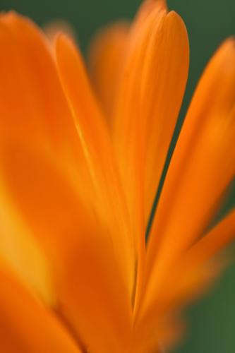 summer marigold Marigold summer flower Summerflower Flashy Gaudy Fiery Incandescent Lively Blossoming Crazy Distinctive Pervasive Summer hue flowering flower