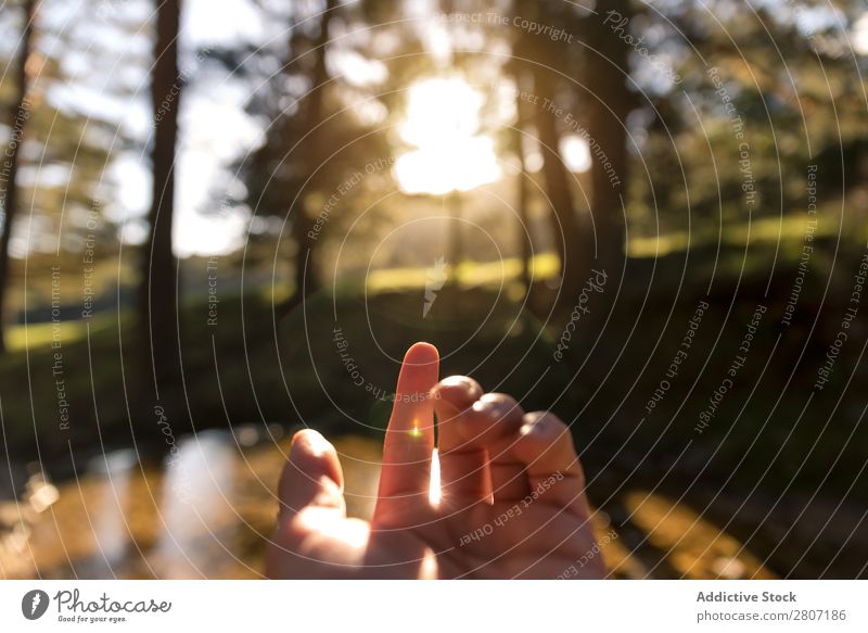 Sun through the fingers at sunset in the forest Hand Sunset Sunlight Forest Fingers Landscape Background picture Silhouette Nature Sunrise Light Summer Field