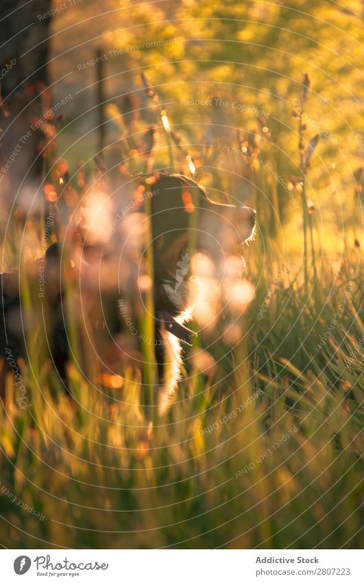 Bernese Mountain Dog portrait in flowers scenery Green Animal Dandelion Flower Head Spring Domestic Landing Nature Hunting Grass Exterior shot Plant Seasons