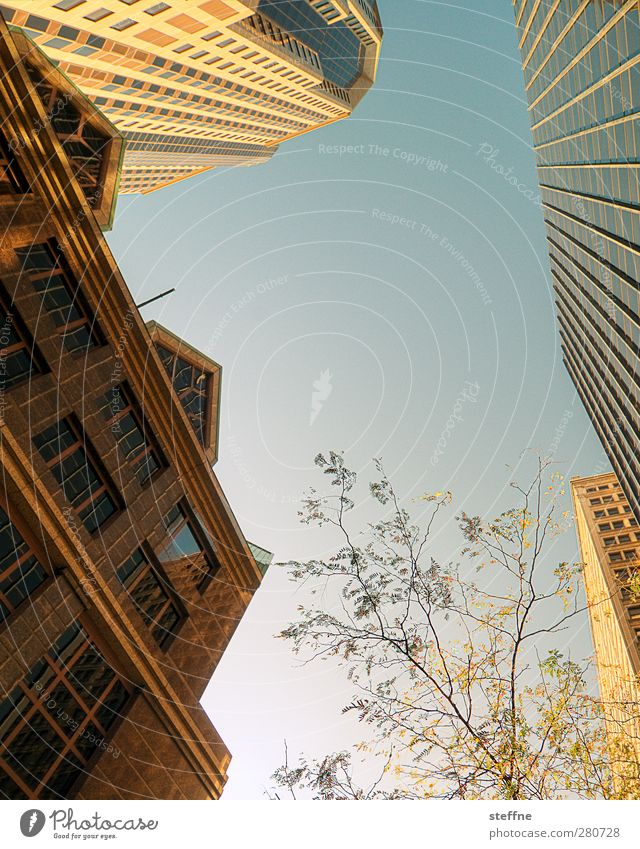 It's coming over. Cloudless sky Sunlight Autumn Beautiful weather Tree St. Louis USA Town High-rise Facade Gold Colour photo Exterior shot Copy Space middle