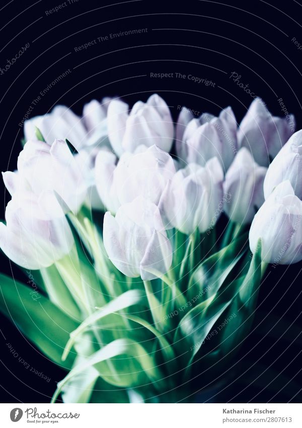white pink flowers tulips bouquet of flowers Art Nature Plant Spring Summer Autumn Winter Tulip Leaf Blossom Bouquet Blossoming Illuminate Beautiful Green