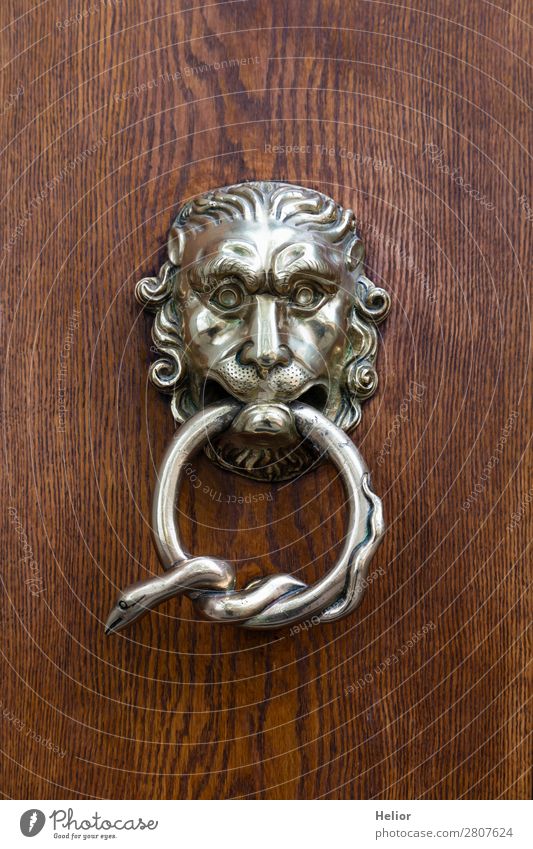 Beautiful ornate silver doorknocker Style Design Head Art Work of art Door Animal Snake Animal face Wood Metal Ornament Old Glittering Wild Brown Silver Exotic