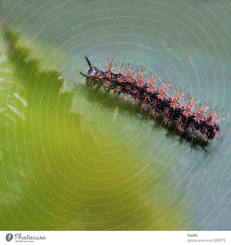 Caterpillar before transformation Butterfly Caterpillar Metamorphosis Transform metamorphosis change Larva Insect larva Baby animal To feed Crawl Brown Green