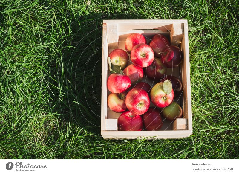 Flatlay with fresh ripe red apples in wooden box flat lay Grass Wood Box Farmer Mature Colour Fresh Exterior shot Diet Fruit Delicious Vegetarian diet