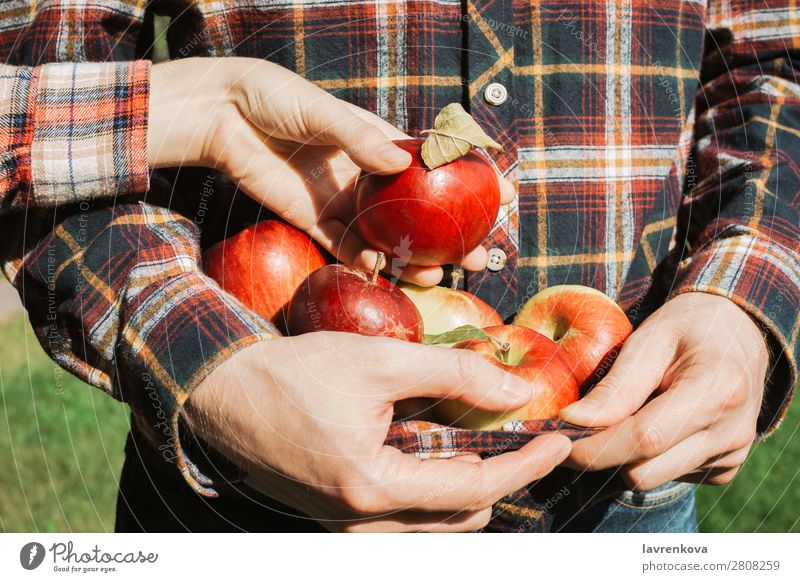 Man holding organic ripe red apples in his plaid shirt Pick Together Relationship Couple Harvest Autumn Farmer Checkered Organic Mature Fruit Apple Fingers