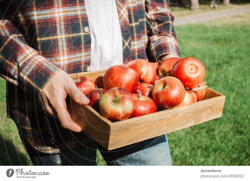 Man in plaid shirt holding wooden box with organic apples Apple Pick Faceless Grass Autumn Hand Vegetarian diet Diet Agriculture Harvest Farmer Checkered Tray