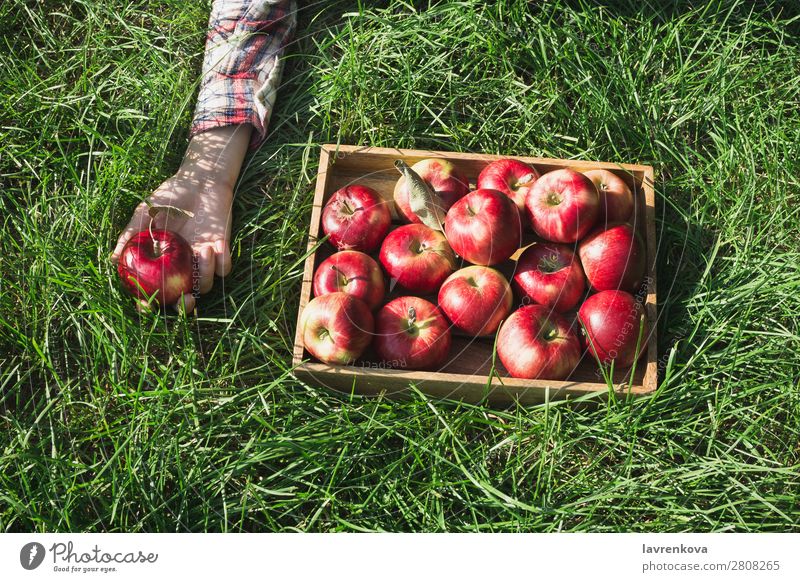 Flatlay with red apples in wooden box and woman's hand Woman flat lay Grass Wood Box Checkered Hand Farmer Mature Colour Fresh Exterior shot Diet Fruit