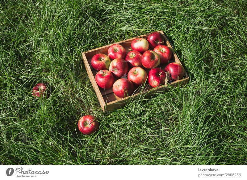 Flatlay with fresh ripe red apples in wooden box Agriculture Apple Autumn Basket Box Colour Delicious Diet Farmer flat lay Food Fresh Fruit Garden Grass Green