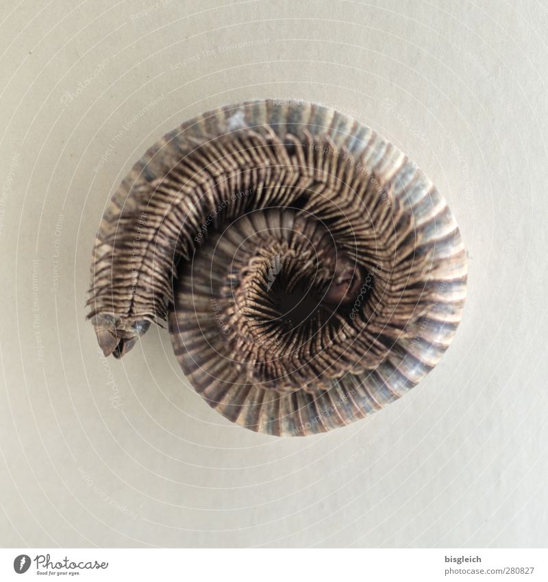 millipedes Millipede Insect 1 Animal Spiral Brown Gray Colour photo Subdued colour Interior shot Deserted Neutral Background Artificial light