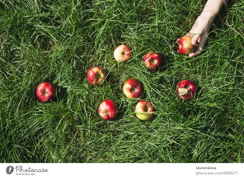 Woman's hand and red ripe organic apple on grass Agriculture Apple Autumn Colour Farm Food Fresh Fruit Garden Grass Green Hand Harvest Healthy Eating Hold Juicy