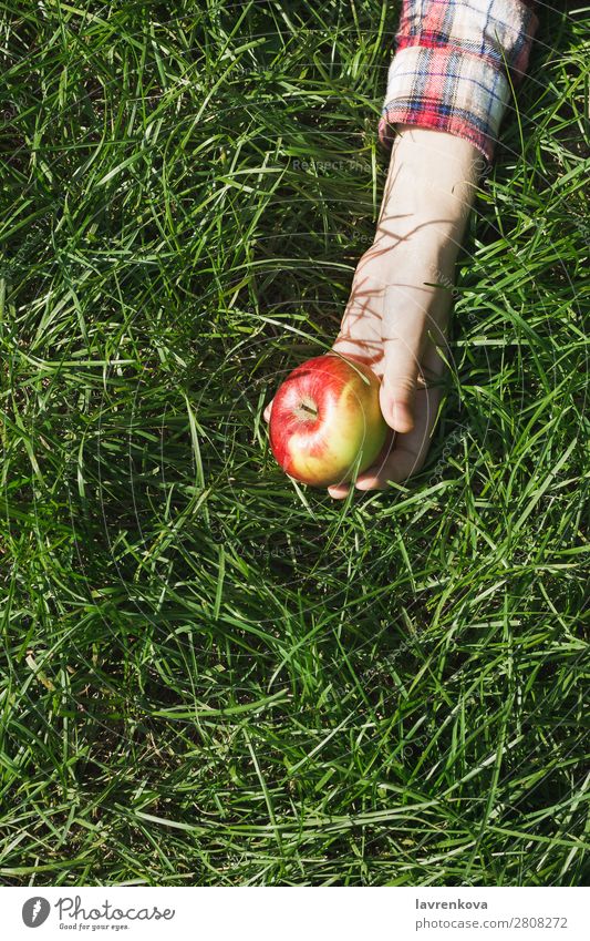 Woman's hand in plaid shirt holding red apple on grass Checkered Nature Picnic Pick Apple Hand Grass Colour Meadow Exterior shot Organic Background picture