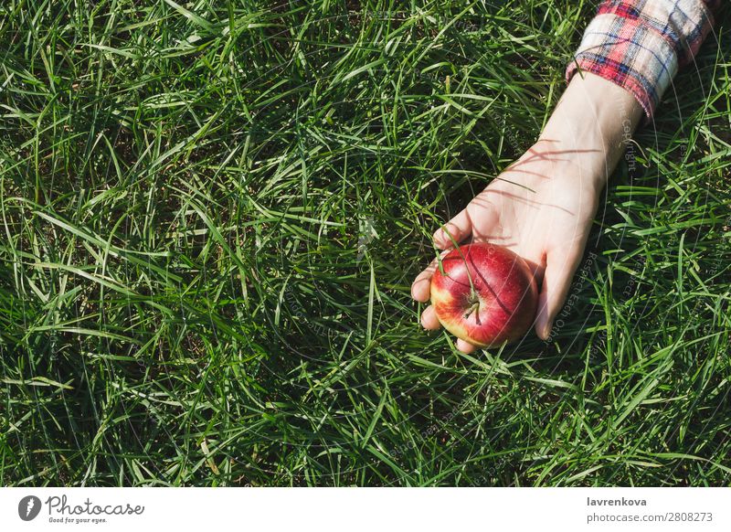 Woman's hand in plaid shirt holding red apple on grass Checkered Nature Picnic Pick Apple Hand Grass Colour Meadow Exterior shot Organic Background picture