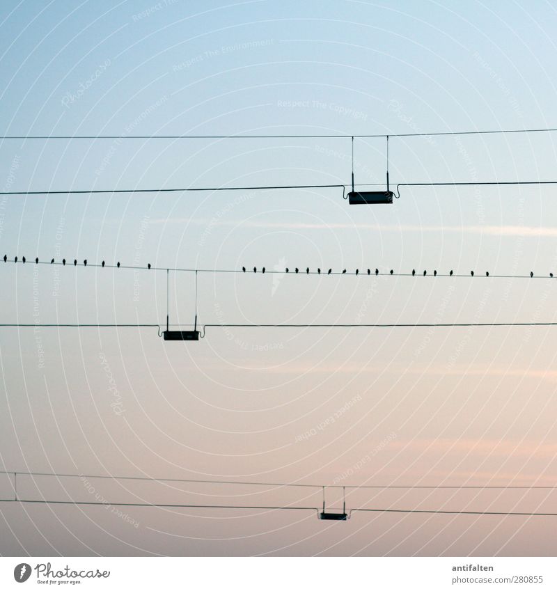 32 Cable Nature Cloudless sky Sunrise Sunset Summer Outskirts Steel cable Animal Bird Group of animals Blue Parallel Line Dusk Twilight Evening sun