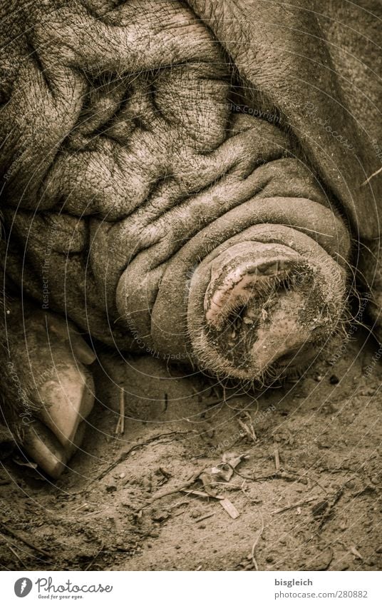 mess Zoo Swine 1 Animal Lie Sleep Hideous Brown Contentment Serene Indifferent Comfortable Wrinkles Colour photo Subdued colour Exterior shot Deserted