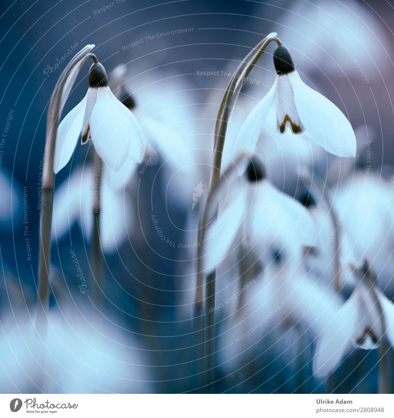 snowdrops Elegant Wellness Harmonious Contentment Relaxation Meditation Spa Decoration Card Image Feasts & Celebrations Mother's Day Easter Nature Plant Spring
